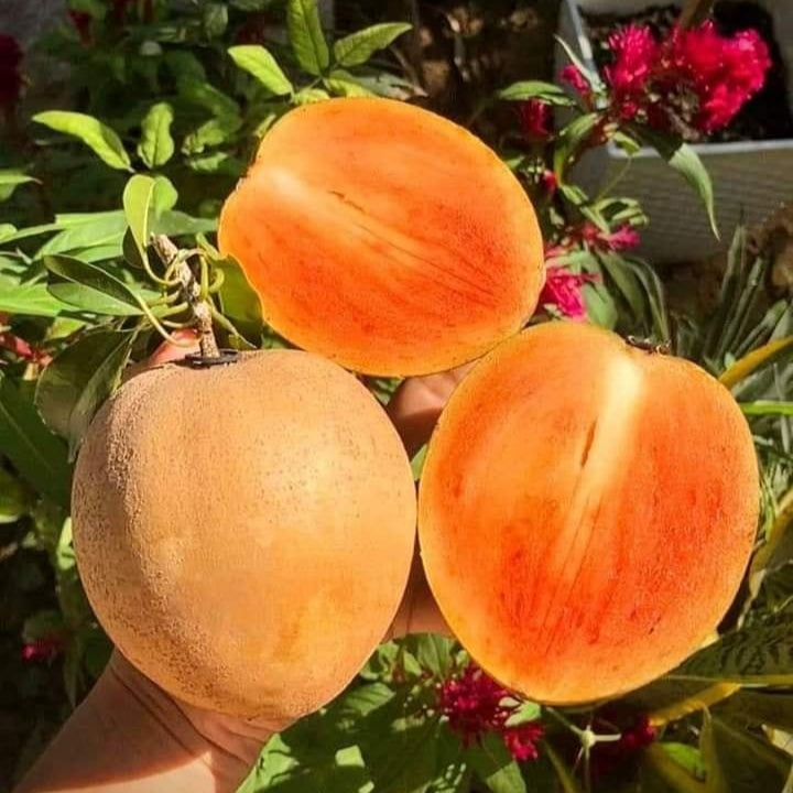Thai King Sapote Live Plant (Manilkara zapota): A Unique and Flavorful Addition to Your Garden