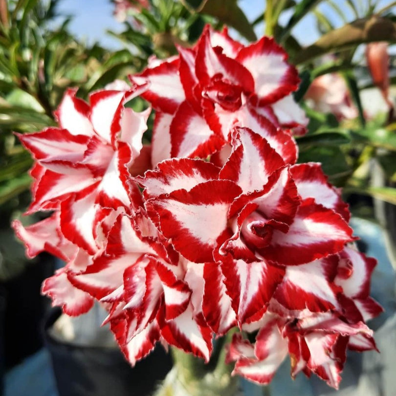 Adenium Ferrari Grafted Plant