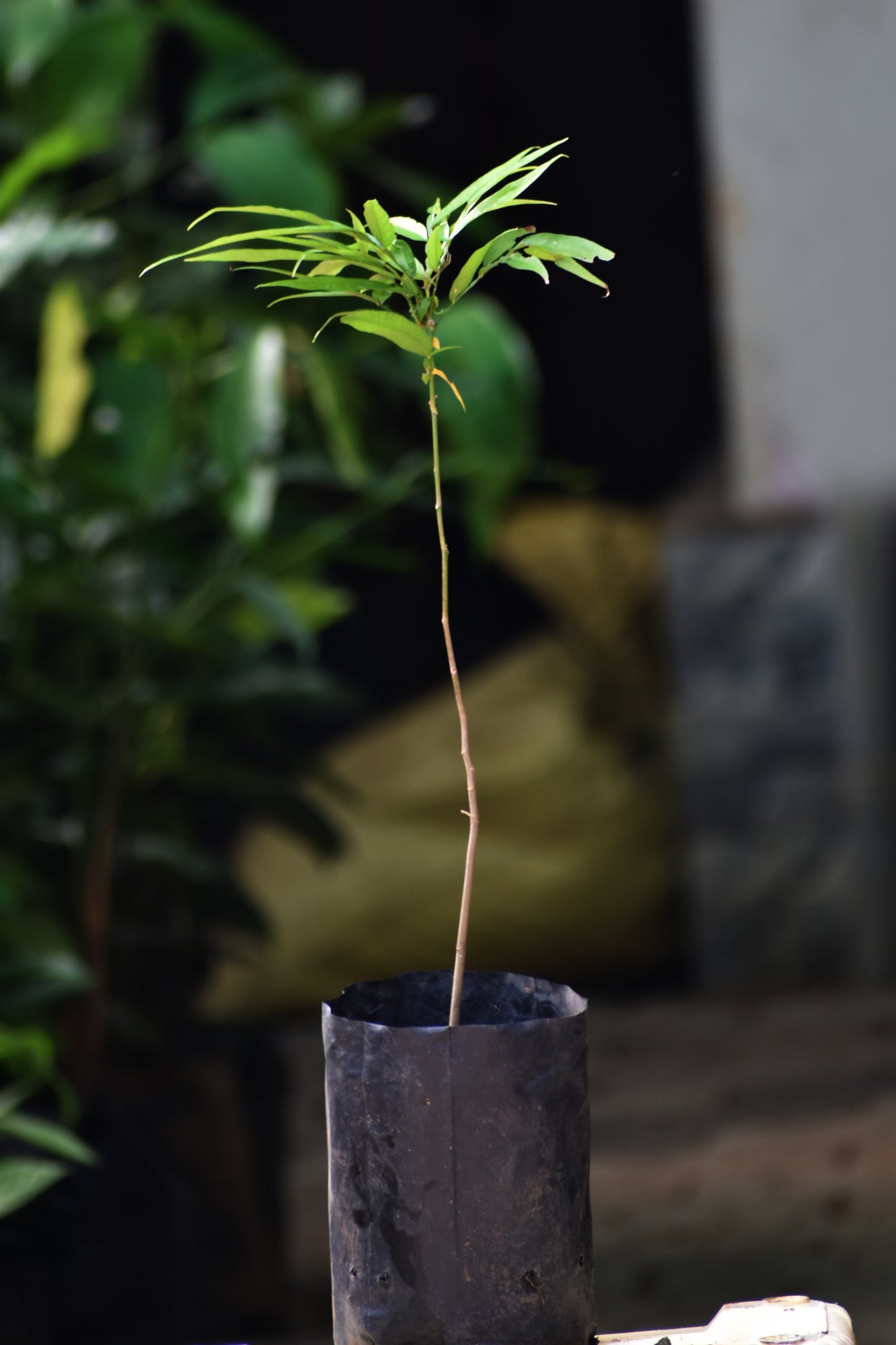 Terengganu Cherry Fruit Plants (Lepisanthes Alata)