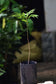 Terengganu Cherry Fruit Plants (Lepisanthes Alata)