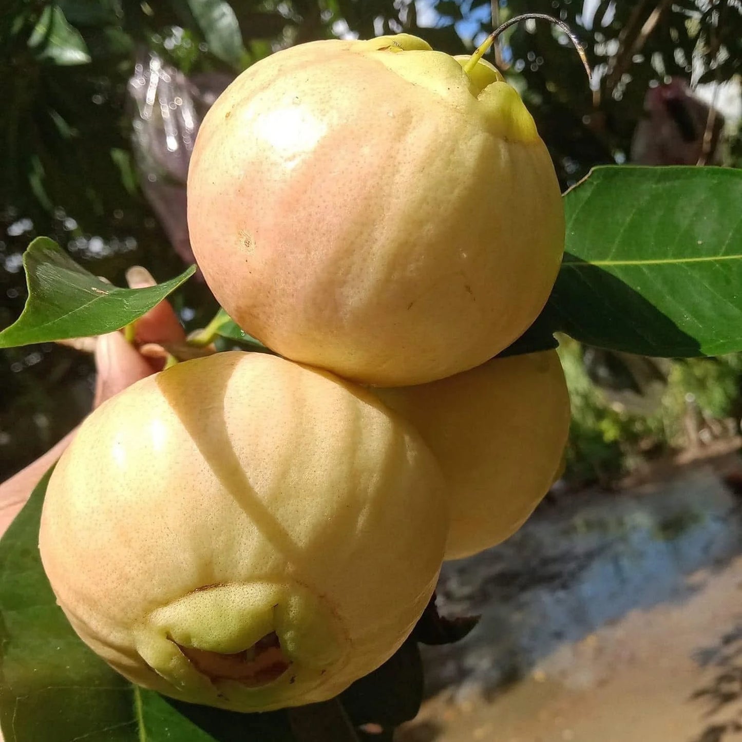 Thai Sweet Rose Apple Fruit Plant (Syzygium jambos)