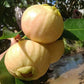 Thai Sweet Rose Apple Fruit Plant (Syzygium jambos)