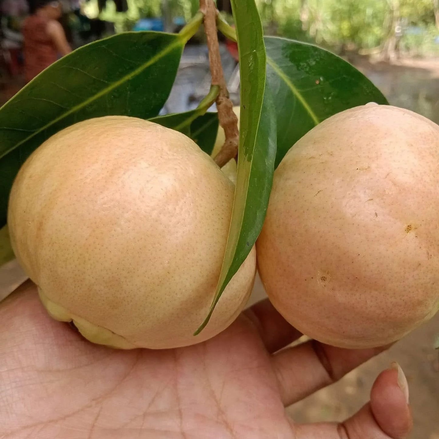 Thai Sweet Rose Apple Fruit Plant (Syzygium jambos)