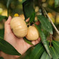 Thai Sweet Rose Apple Fruit Plant (Syzygium jambos)