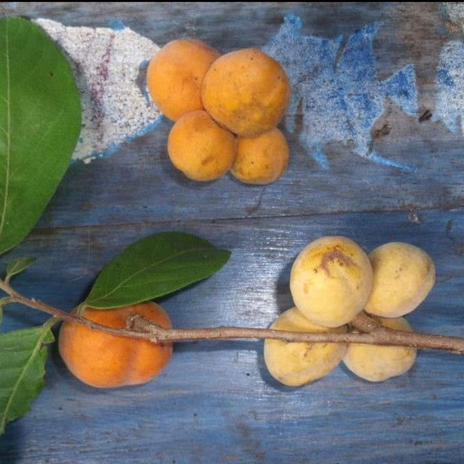 Tropical Paw Paw Live Plant (Sapranthus campechianus)