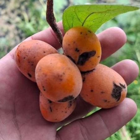 Tropical Paw Paw Live Plant (Sapranthus campechianus)