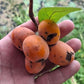 Tropical Paw Paw Live Plant (Sapranthus campechianus)