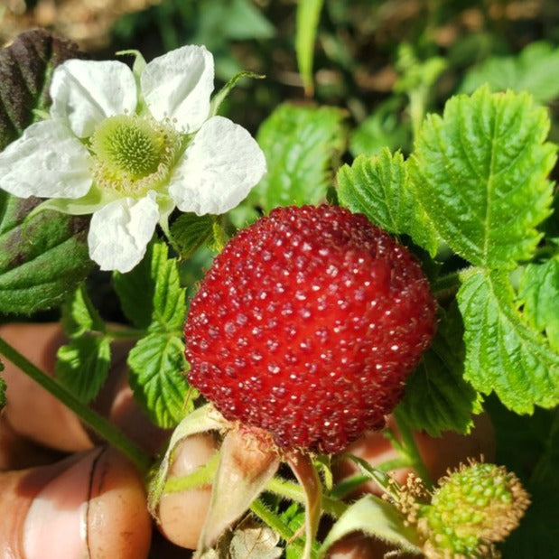 Tropical Raspberry Live Plant (Rubus rosifolius) – veliyathgardens