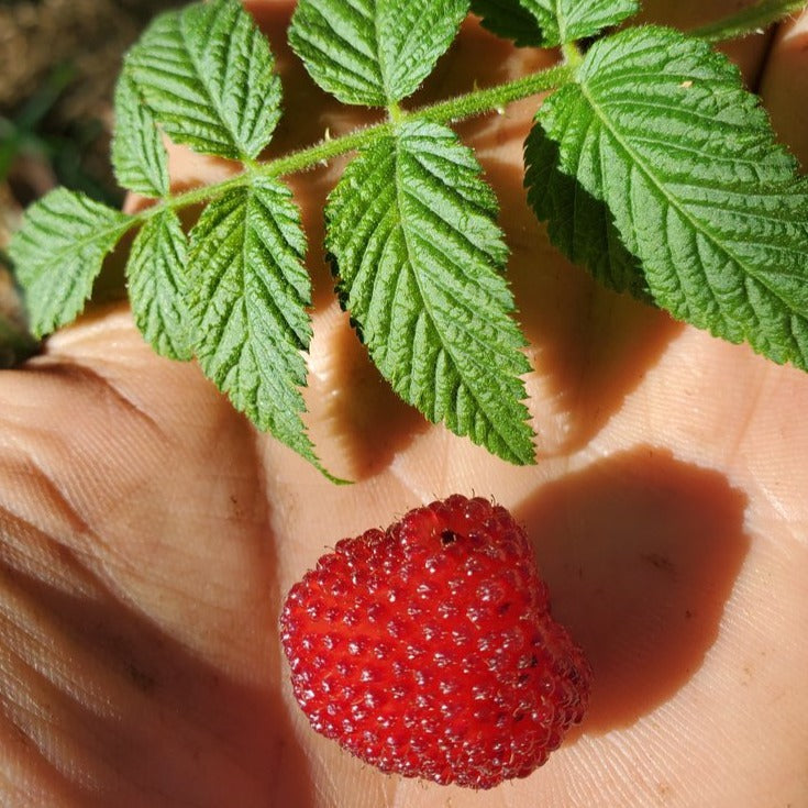 Live Land Raspberry Tropical Raspberry Live Plant (Rubus rosifolius) – veliyathgardens