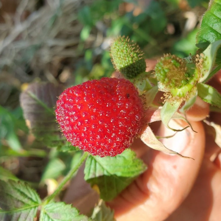 Tropics Raspberry Label Tropical Raspberry Live Plant (Rubus rosifolius) – veliyathgardens
