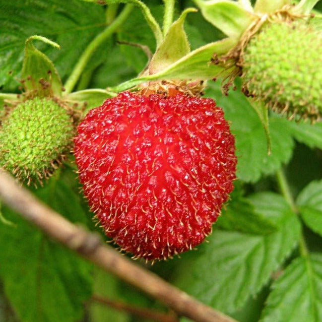 Sunshine Tropical Raspberry Tropical Raspberry Live Plant (Rubus rosifolius) – veliyathgardens