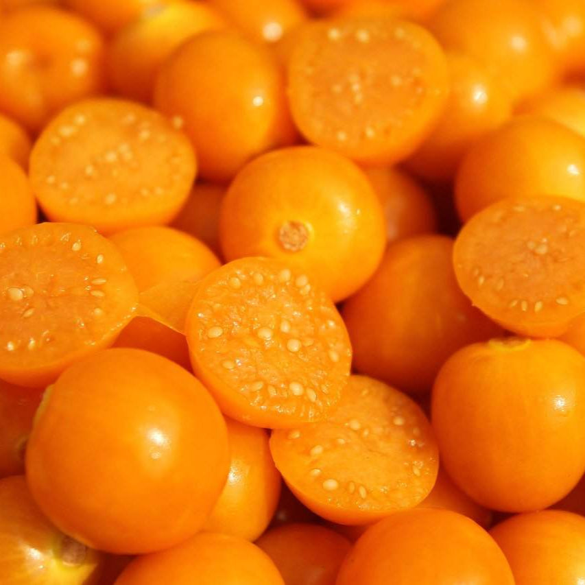 Cape Gooseberry Live plant ( Physalis peruviana)