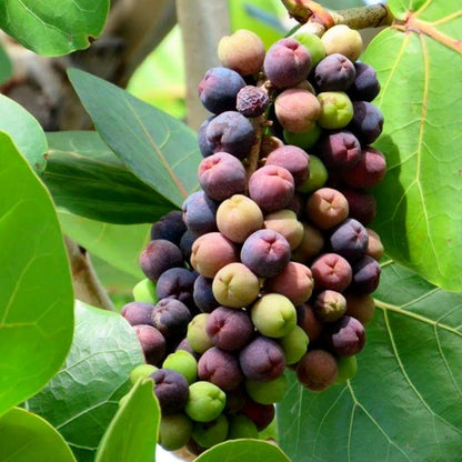 Sea Grape Live Plant (Coccoloba uvifera)