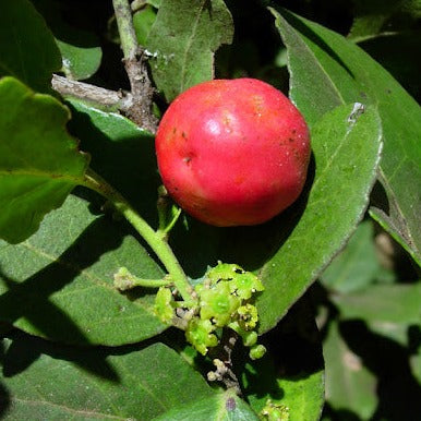 Koobooberry Live Plant (Mystroxylon aethiopicum )