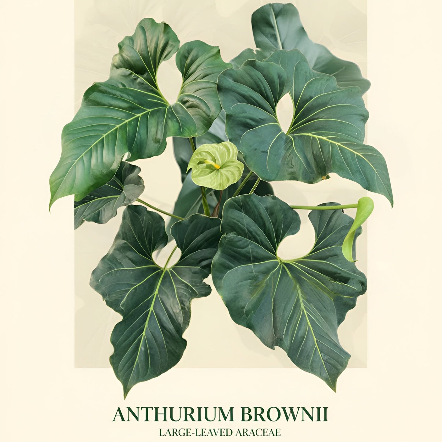 Anthurium Brownii LIve Plant