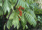 Kelensua Fruit Live Plant (Lepisanthes amoena)
