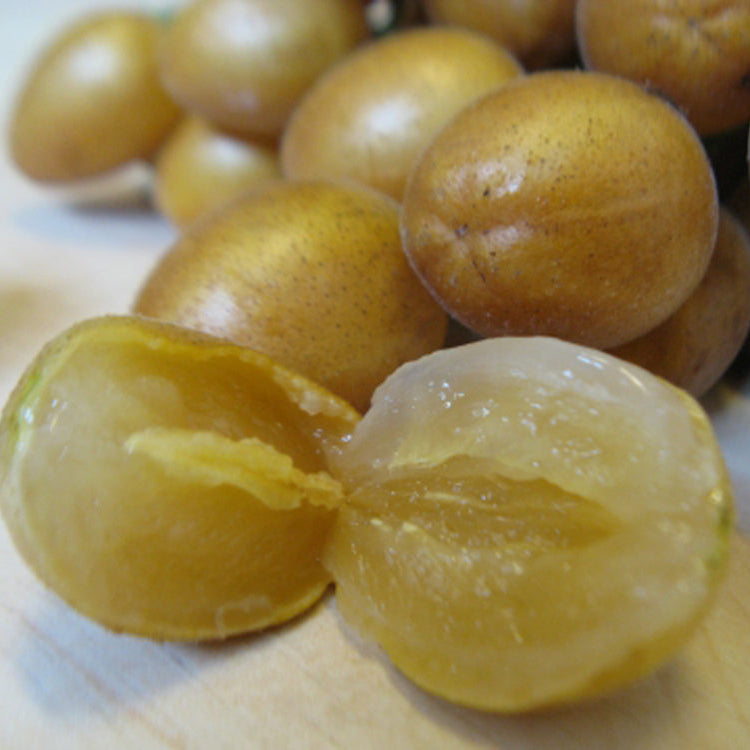 Wampee Fruit Plants (Clausena Lansium)