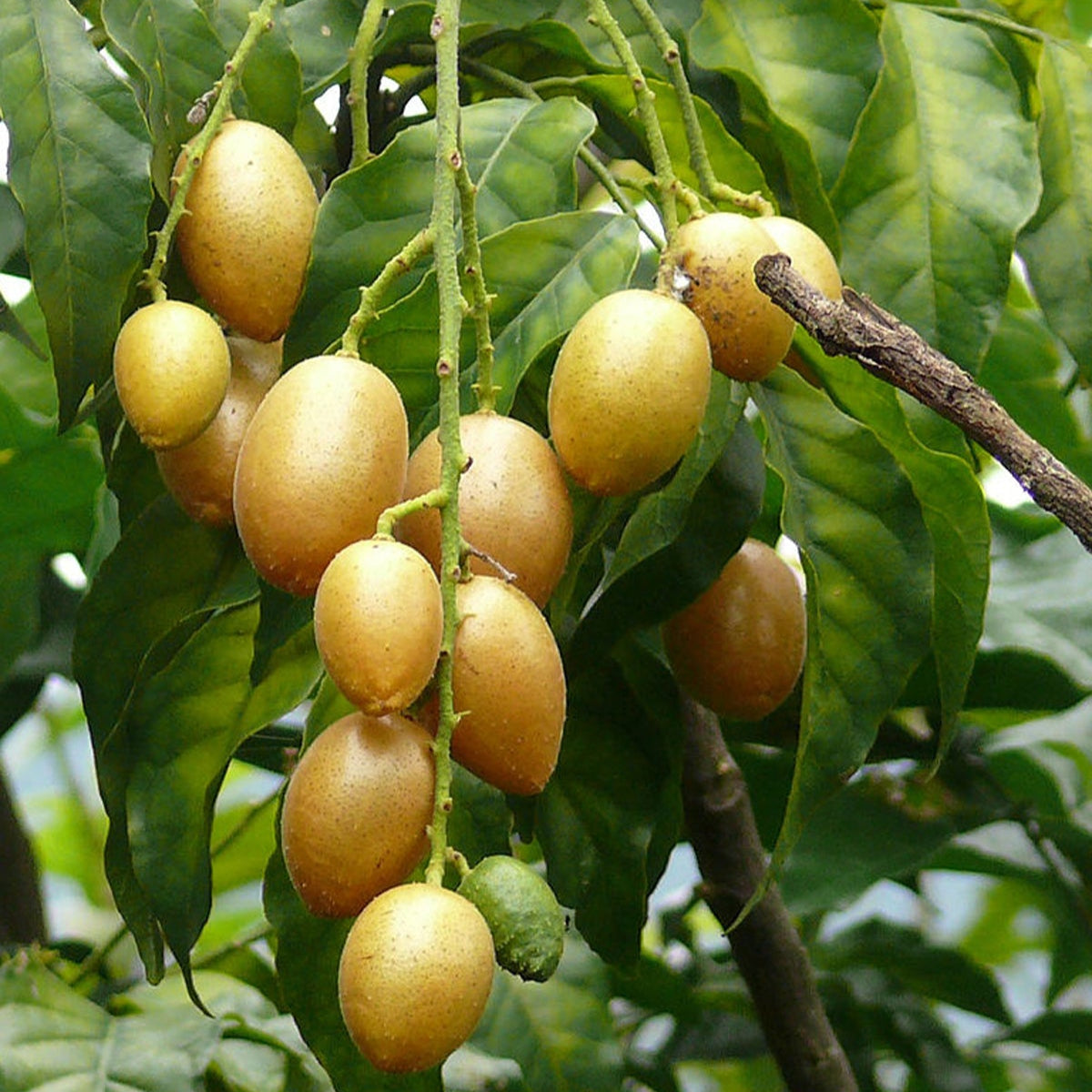 Wampee Fruit Plants (Clausena Lansium)