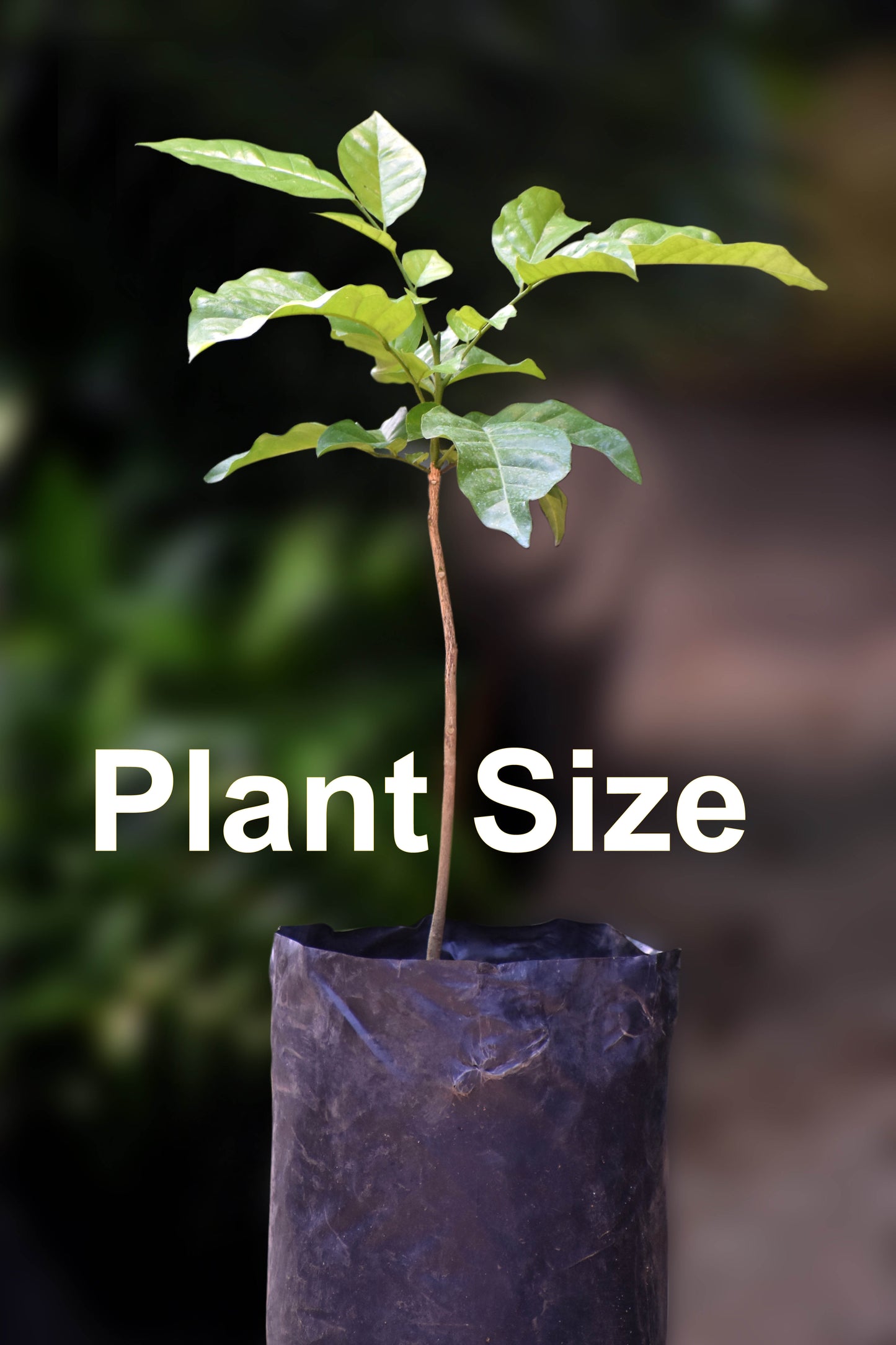 Wampee Fruit Plants (Clausena Lansium)