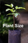 Wampee Fruit Plants (Clausena Lansium)