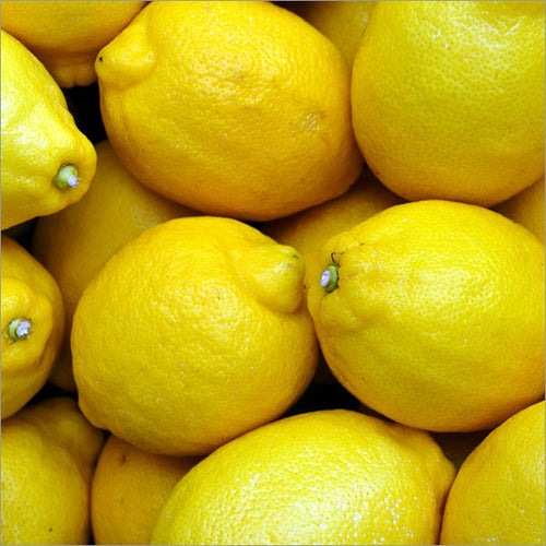 Washington Lemon Fruit Plant (Citrus sp)