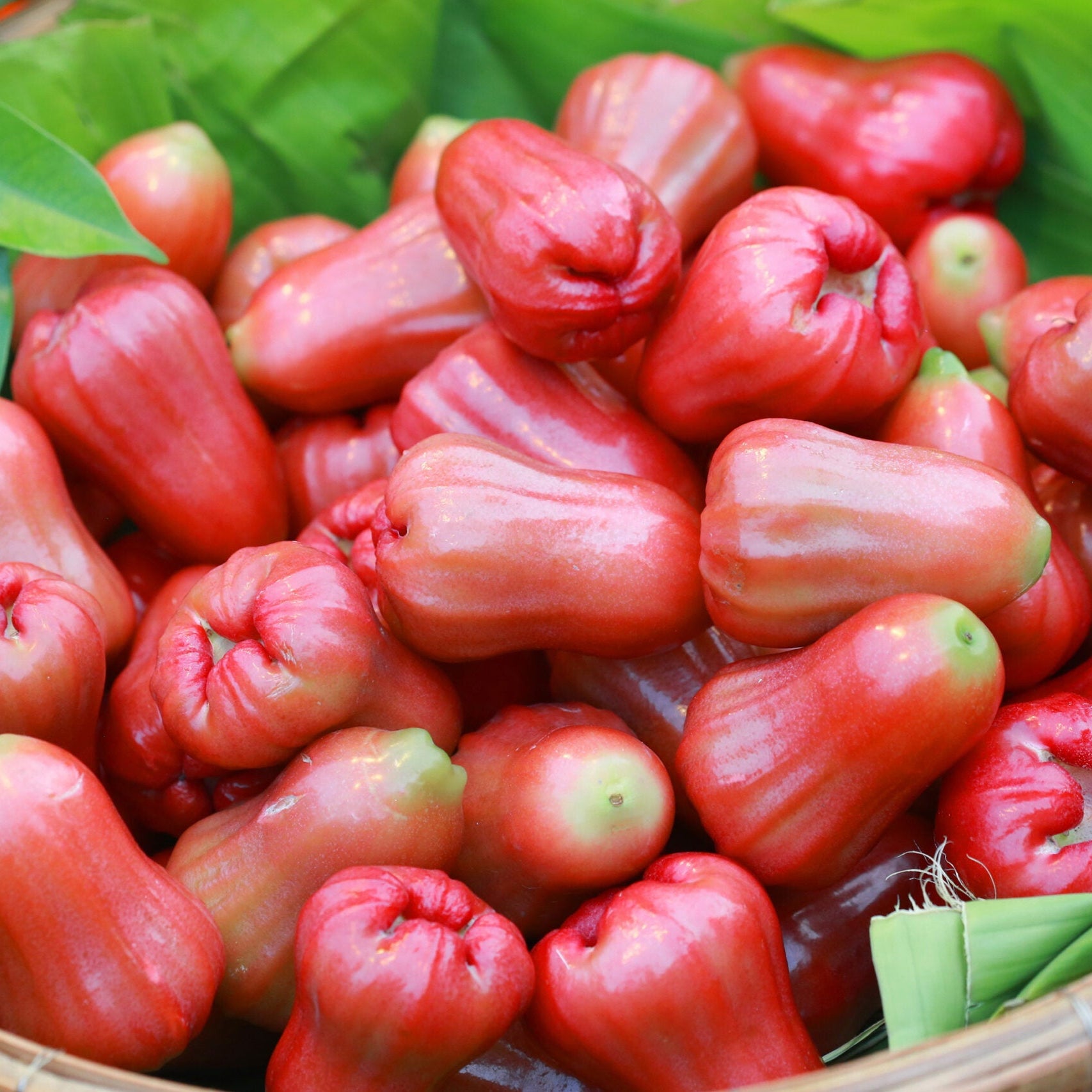 Bangkong Chamba Live Plants (Syzygium Samarangense)