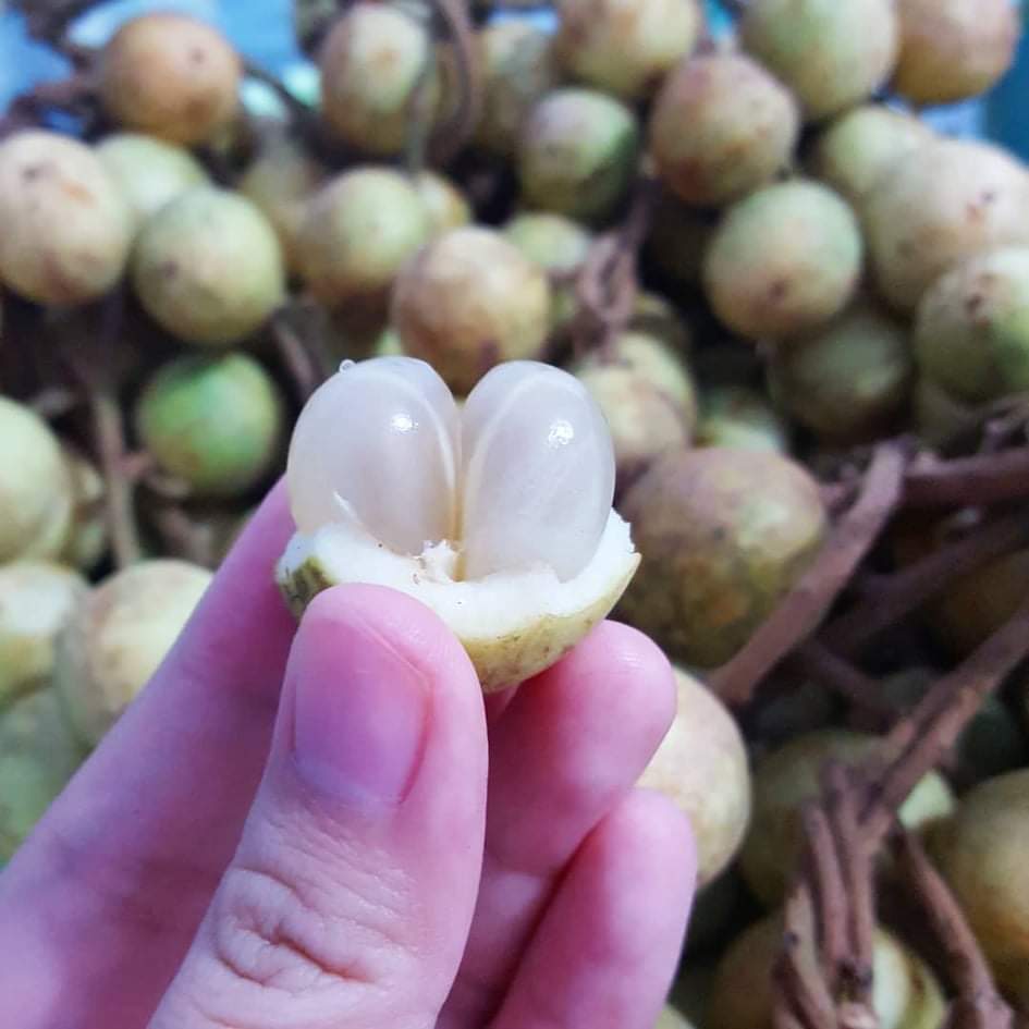 White Rambai Fruit Plants (Baccaurea Motleyana)