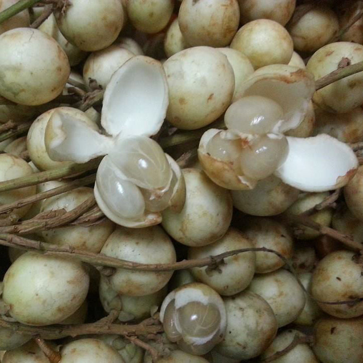 White Rambai Fruit Plants (Baccaurea Motleyana)