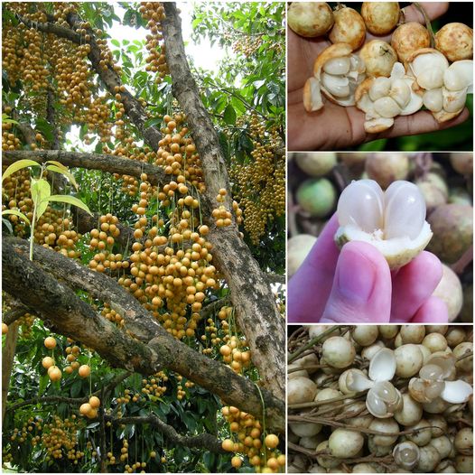 White Rambai Fruit Plants (Baccaurea Motleyana)