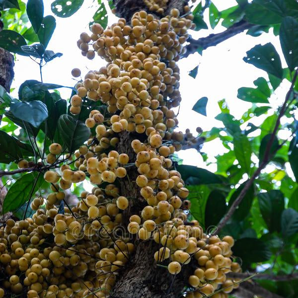 White Rambai Fruit Plants (Baccaurea Motleyana)