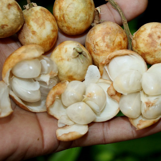 White Rambai Fruit Plants (Baccaurea Motleyana)