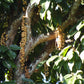 White Rambai Fruit Plants (Baccaurea Motleyana)