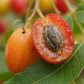 Wild Plum (Harpephyllum caffrum) Live Plants