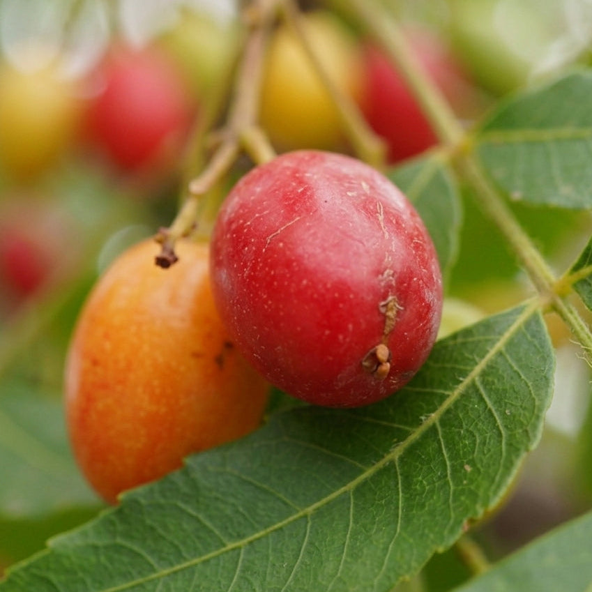 Wild Plum (Harpephyllum caffrum) Live Plants