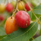 Wild Plum (Harpephyllum caffrum) Live Plants