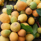 Aguh Gitan Live Plant (Willughbeia Edulis)