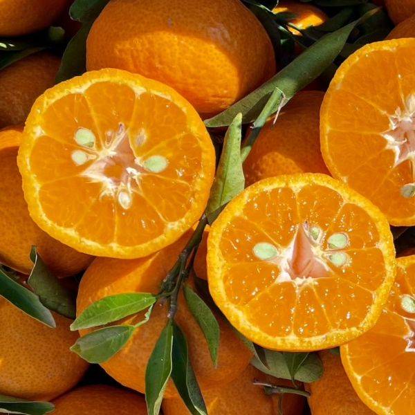 The Ciaculli mandarin (Dwarf Tropical Mandarin) Live Plant