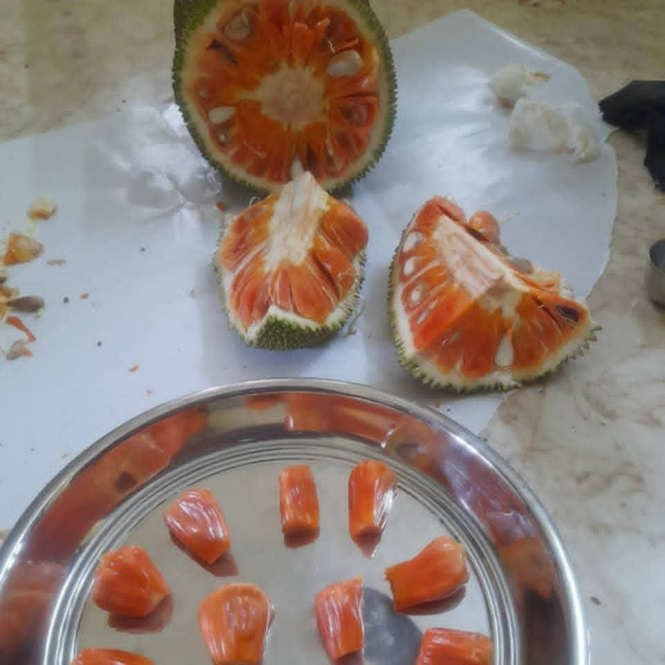 Red Gumless Jack Live Plant (Artocarpus heterophyllus)