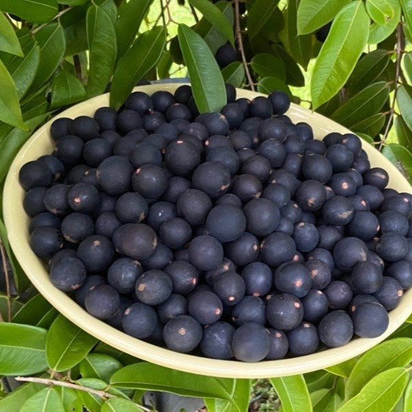 Blue Jaboticaba: A Rare Exotic Fruit Plant for Your Garden