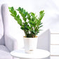 ZZ Plant Live Plant (Zamioculcas zamiifolia)