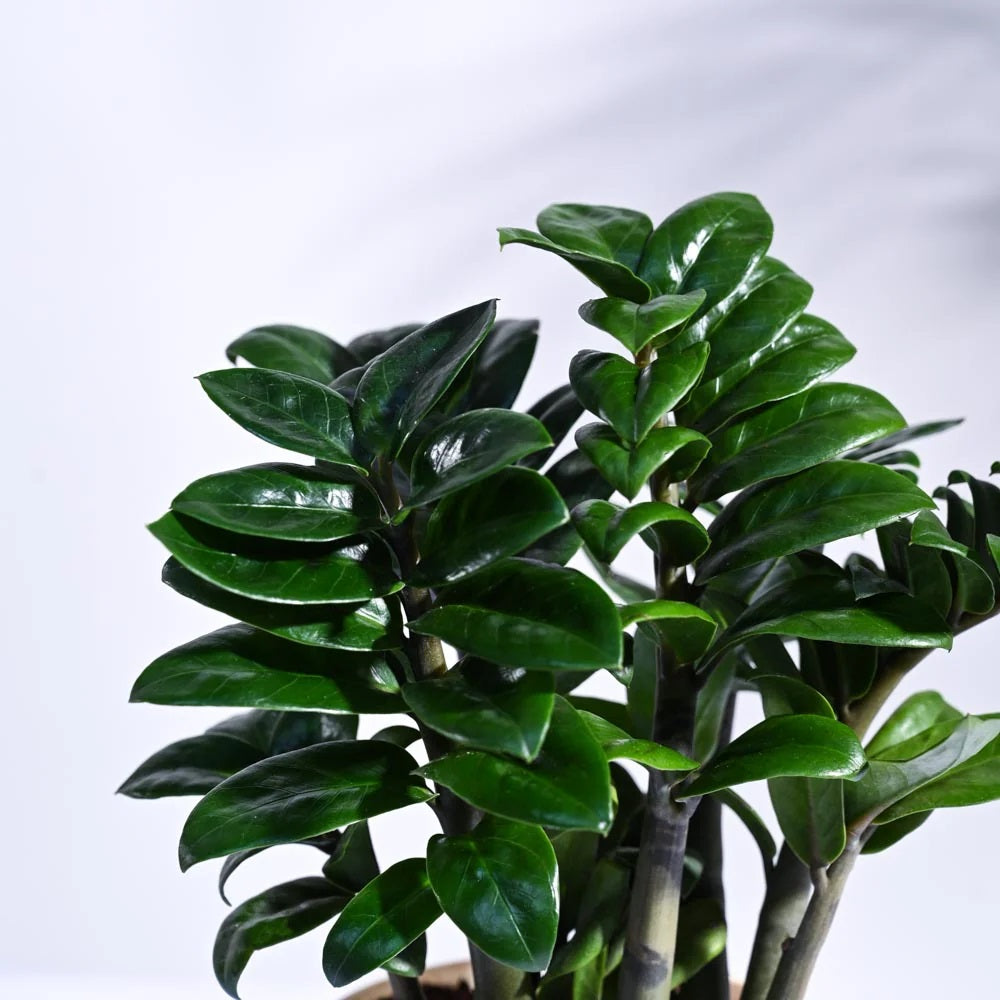 ZZ Plant Live Plant (Zamioculcas zamiifolia)