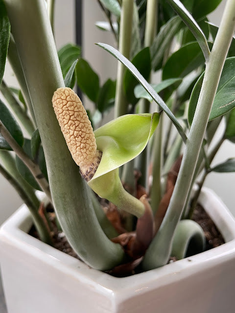zz plant live ZZ Plant Live Plant (Zamioculcas zamiifolia) – veliyathgardens