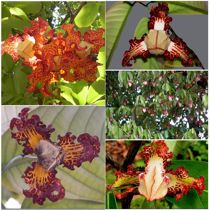 African Nutmeg Live Plant (Monodora myristica)