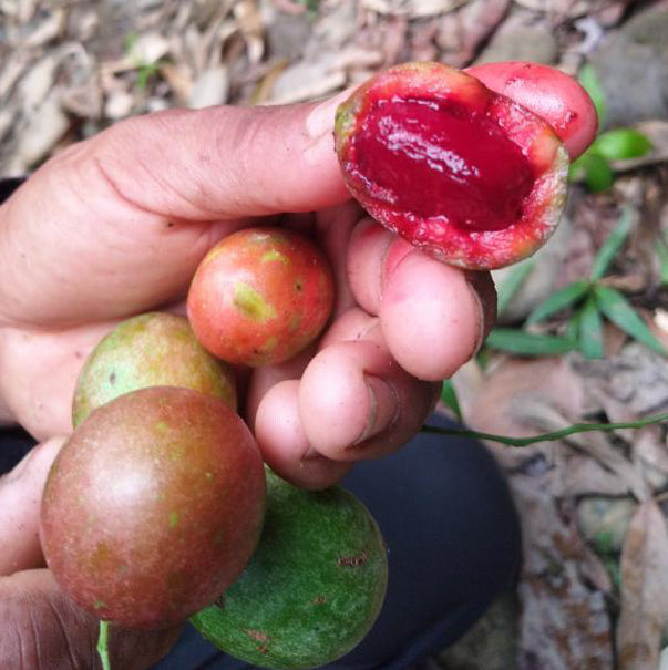 Blood Fruit Live Plant (Haematocarpus validus)