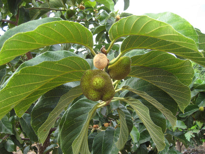 Lacucha Fruit Plant (Artocarpus lacucha)