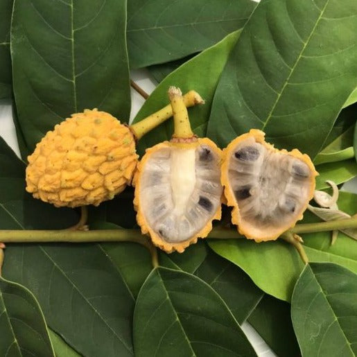 Araticui Fruit Plant (Annona Dolabripetala)