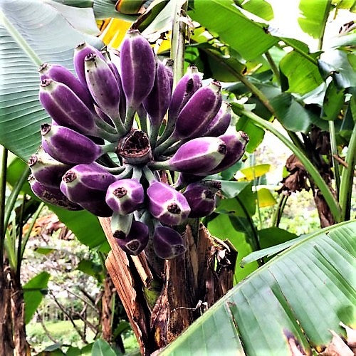 Burmese Blue Banana Live Plant (Musa itinerans)