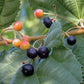 Phalsa Fruit Plant (Grewia asiatica)