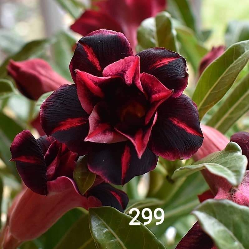 Adenium Rosy 299