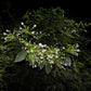 Needle Flower Tree  plant (Posoqueria latifolia)